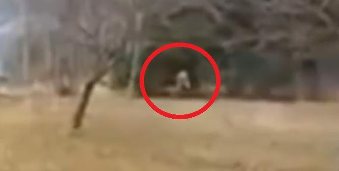 Tiro explosivo assustou o pé grande na floresta