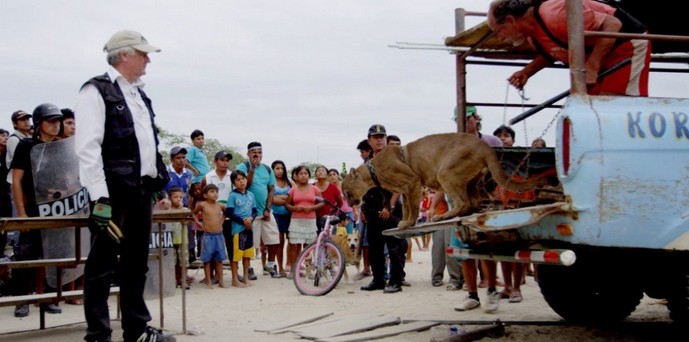 O destino dos animais do circo itinerante