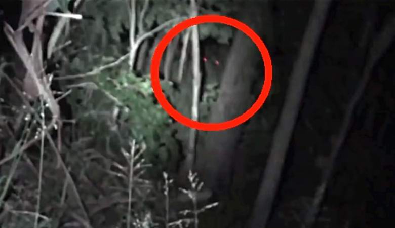 Uma criatura com brilhantes olhos vermelhos filmados na floresta noturna