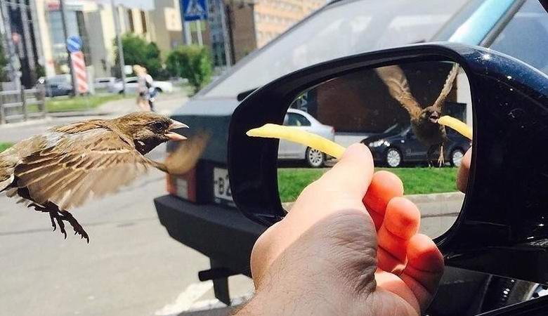 Uma ilusão misteriosa com o reflexo de um pardal surpreendeu os usuários da Web