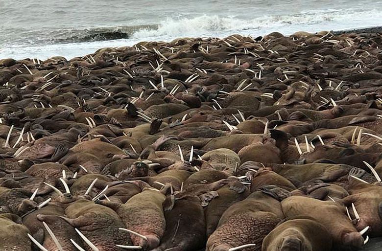 Milhares de morsas ocuparam a costa do Alasca