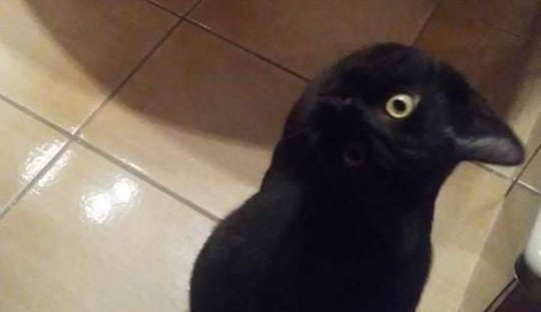 Um pássaro ou um animal: a Internet divertia-se com uma ilusão de óptica incomum