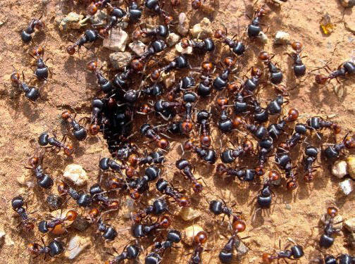 Top 10: Pequenos animais que têm veneno suficiente para destruí-lo.