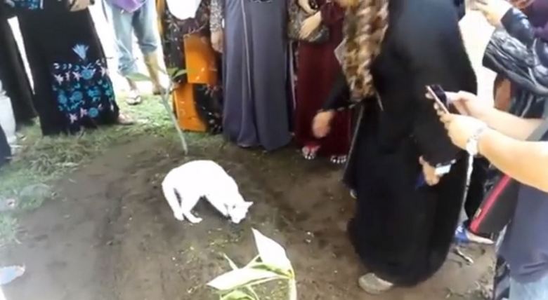 Tocando às lágrimas: o gato está tentando desenterrar o túmulo do proprietário