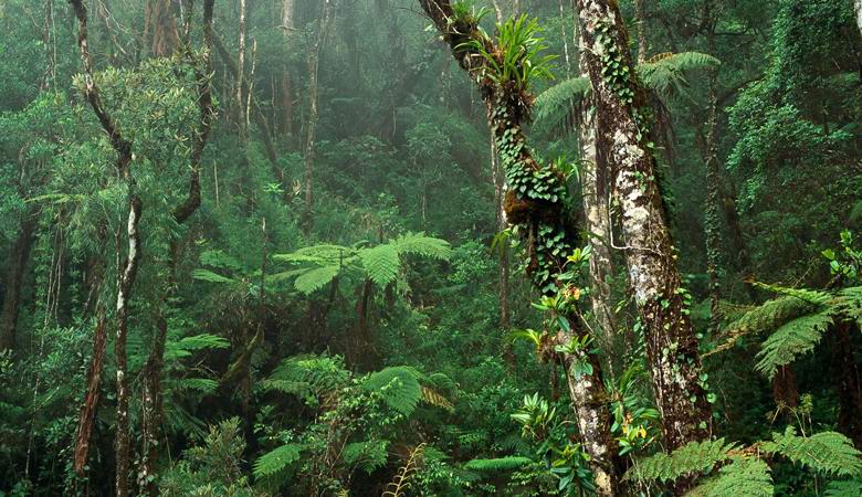 Os trópicos eram inúteis no fornecimento de oxigênio ao nosso planeta