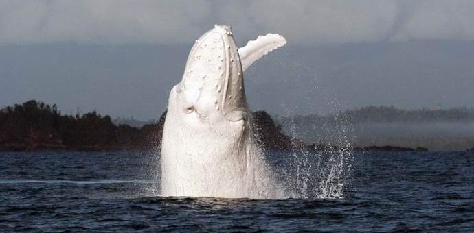 Uma rara baleia albina fotografada na costa australiana