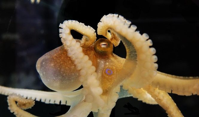 DNA alienígena encontrado em polvos 
