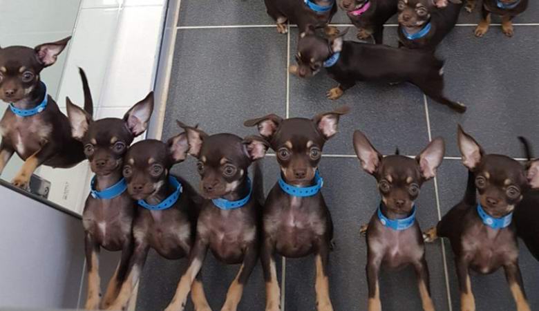 O cão mais clonado do mundo tem cinquenta