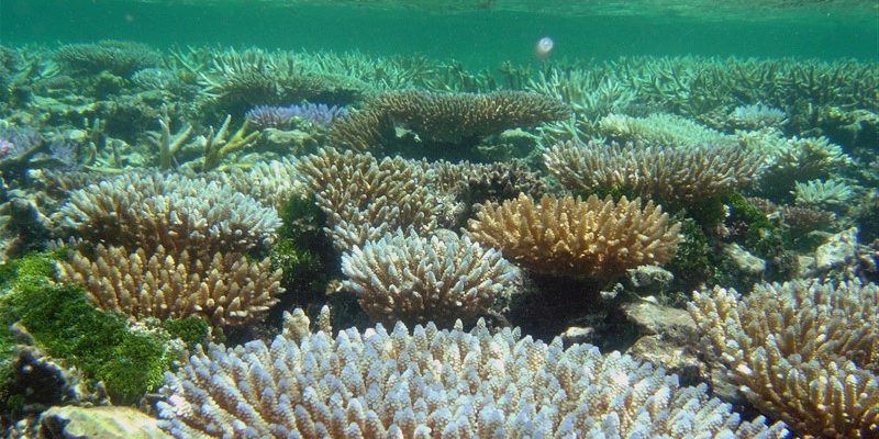 Os cientistas traçaram um plano detalhado para conservar a vida marinha até 2050 