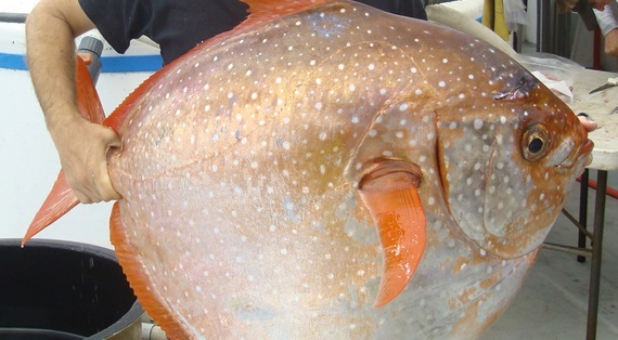 Cientistas estudam o primeiro peixe de sangue quente