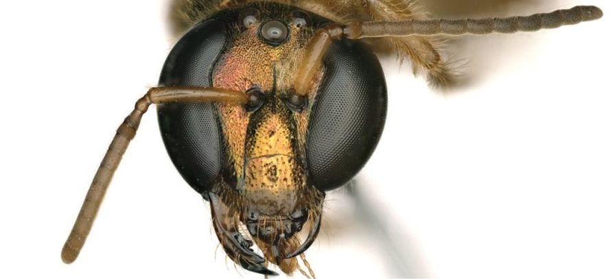 Os cientistas descobriram uma abelha metade macho, metade fêmea 