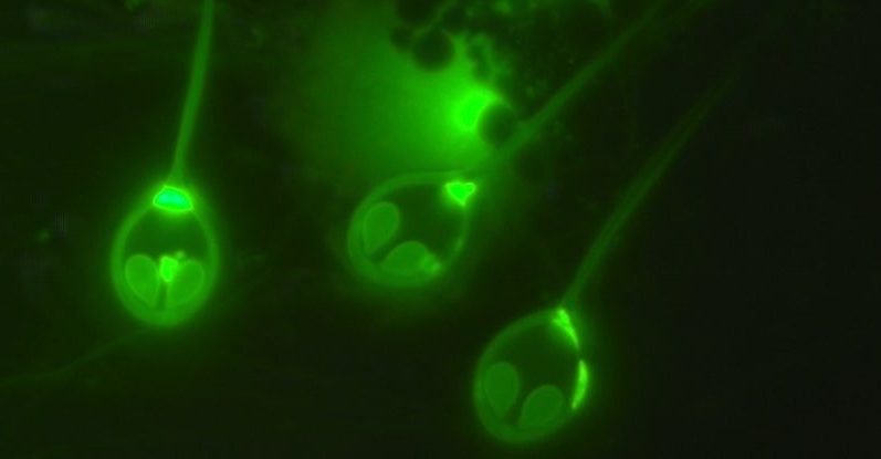 Os cientistas descobriram o primeiro 'animal' que não respira oxigênio 