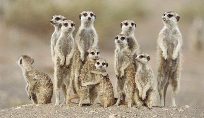 Os cientistas identificaram o animal mais feroz