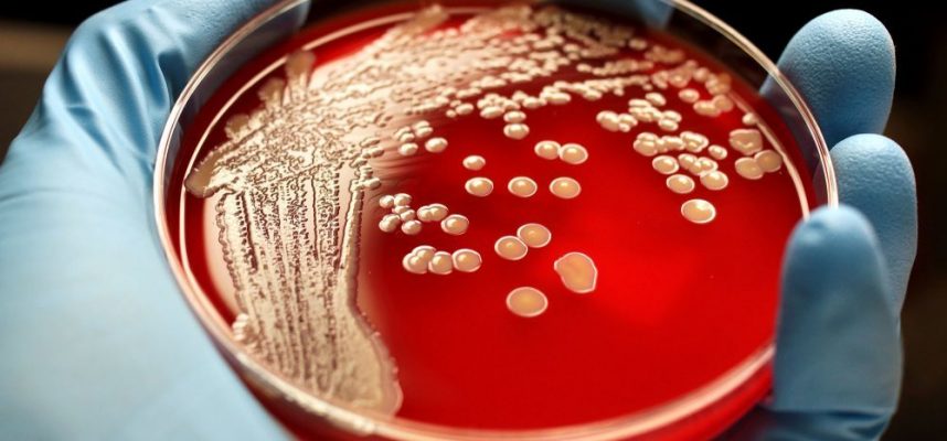 Os cientistas descobriram 12.000 novos tipos de micróbios 