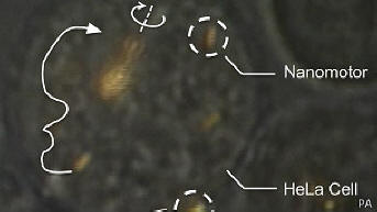 Os cientistas conseguiram controlar os nanomotores dentro de uma célula viva