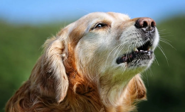 Cientistas: o nariz do cachorro é um termovisor real