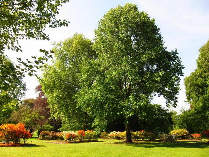 Os cientistas estabeleceram outro canal de comunicação de plantas
