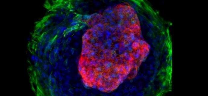 Os cientistas cultivaram em laboratório uma cópia em miniatura do coração humano