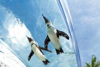 Os cientistas descobriram como os pinguins perderam a capacidade de voar