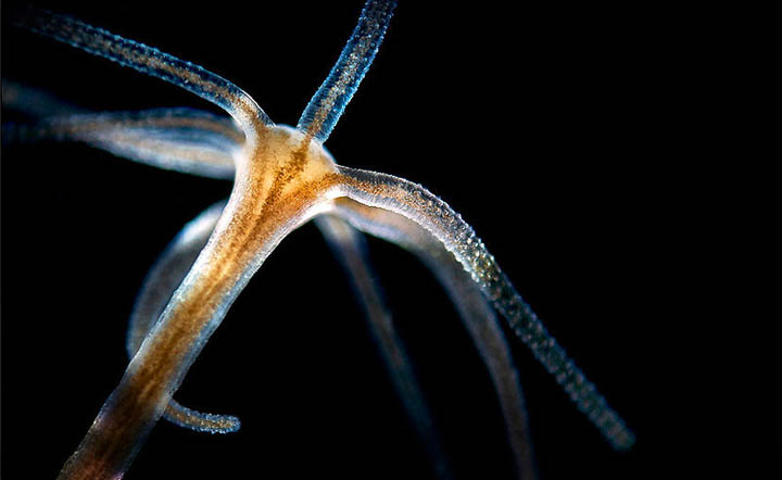 Os cientistas encontraram criaturas capazes de viver para sempre.