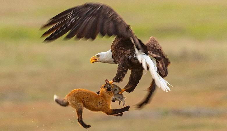 Uma briga incrível entre uma águia e uma raposa por causa de um coelho entrou no vídeo