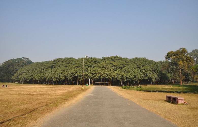 Uma floresta indiana incrível, consistindo em uma única árvore