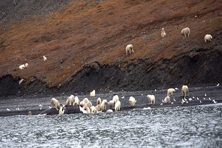 Incrível: em Chukotka, duzentos ursos polares se acumularam em um só lugar