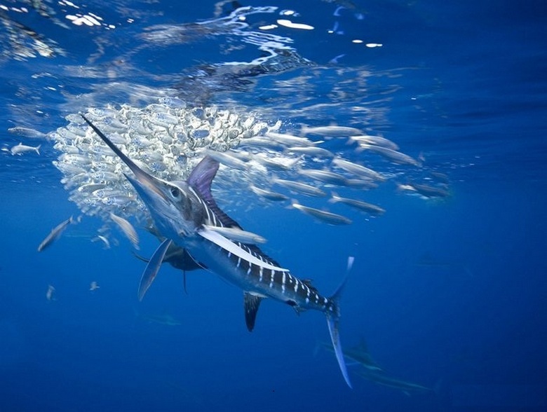 A incrível criação do mar: uma espada viva de peixe carneiro