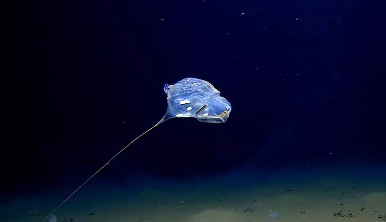 Uma criatura incrível capturada nas profundezas do Oceano Índico