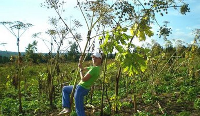A ameaça da Rússia do hogweed