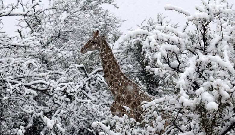 A neve caiu na África