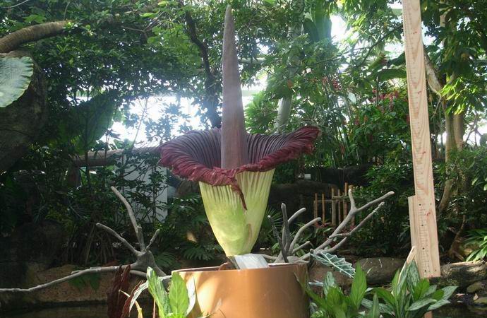 Uma flor gigante com flores fedorentas floresceu na América.