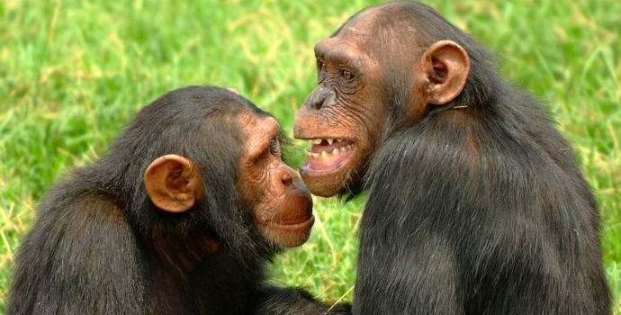 Na América, os chimpanzés foram reconhecidos como indivíduos de pleno direito