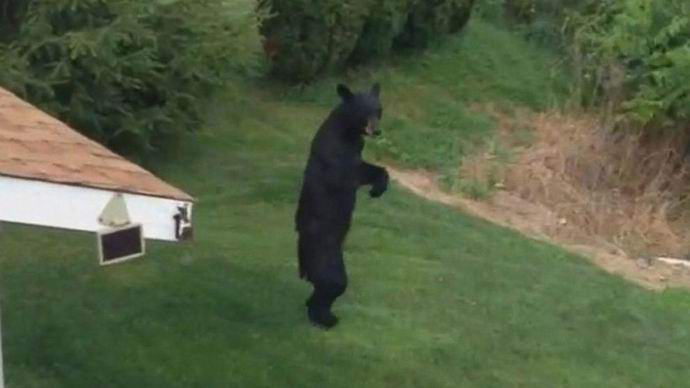 Na América, um urso ereto é visto