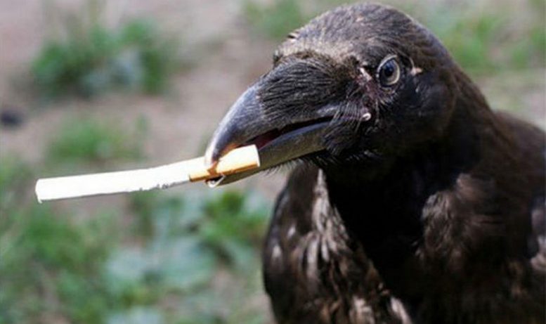 Em Amsterdã, eles descobriram como fazer um corvo colecionar bitucas de cigarro