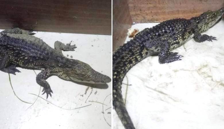 Anapa pegou um crocodilo do Nilo