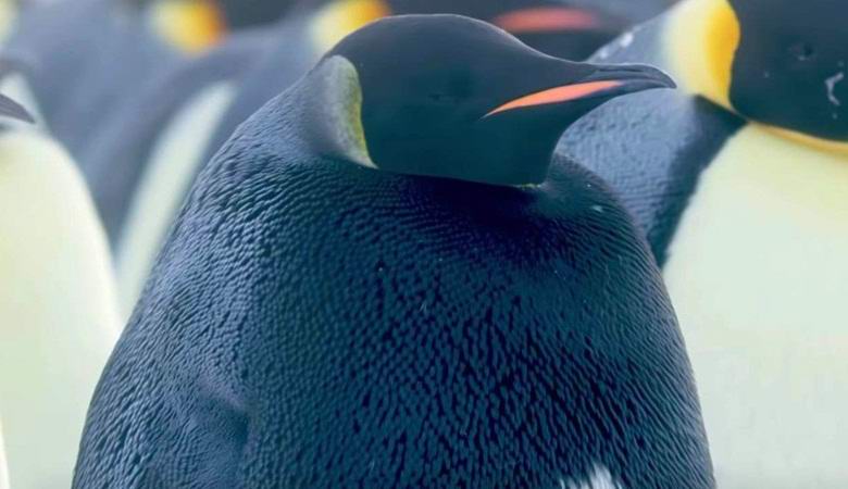 Um pinguim raro descoberto na Antártica