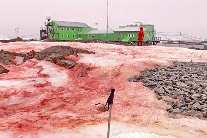 Na Antártica, a neve ficou vermelha