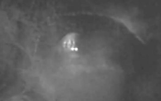 Na Austrália, Bigfoot foi atraído por maçãs e filmado em vídeo