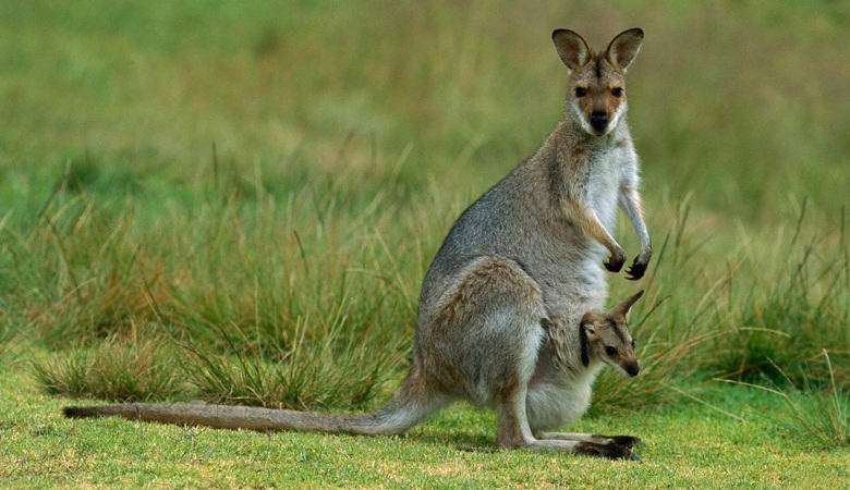 Milhões de cangurus morrem misteriosamente na Austrália.