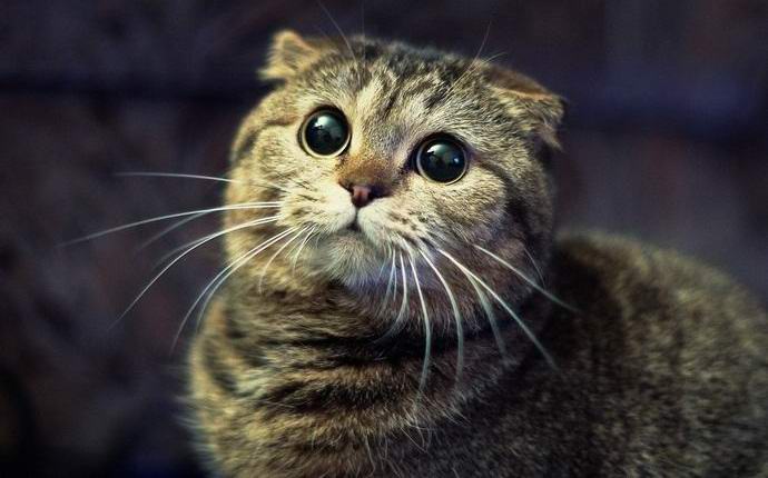 Gatos desaparecem misticamente na Áustria
