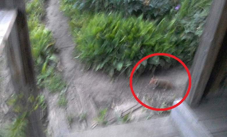 Um animal misterioso foi baleado em Barnaul