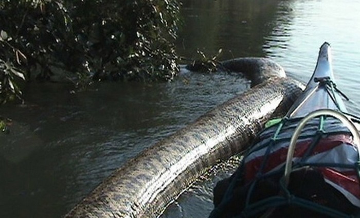 No Brasil, filmou a maior anaconda do mundo