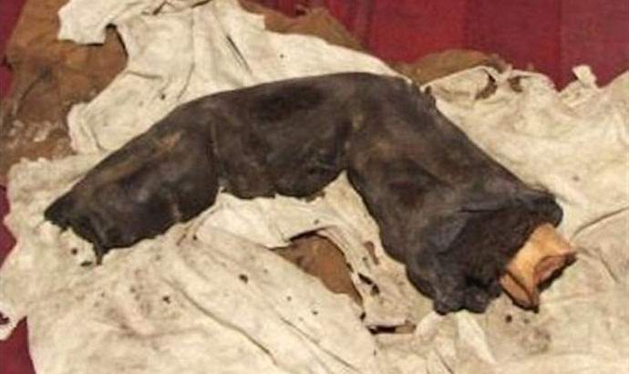 No Egito, descobriu o dedo mumificado de um gigante