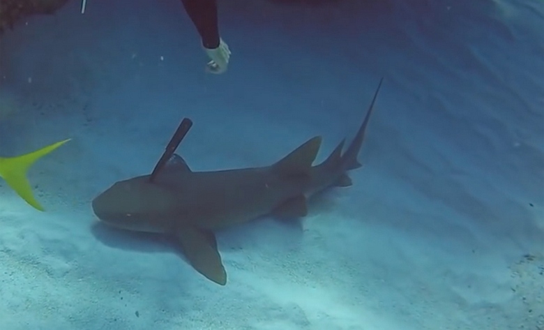 Na Índia, um mergulhador salvou um tubarão ferido nadando até ele em busca de ajuda