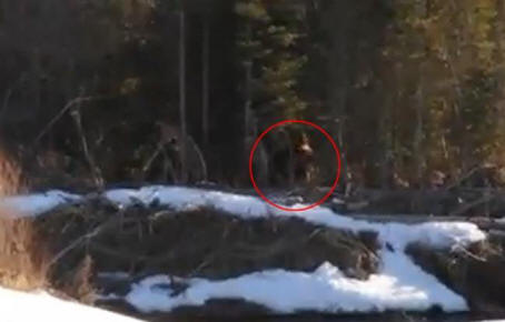 Bigfoot foi filmado no Canadá