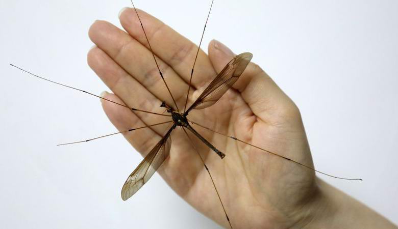 Na China, peguei um mosquito gigante