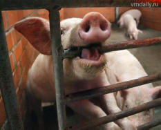 China investiga a morte de mais de 500 porcos e cães em uma noite