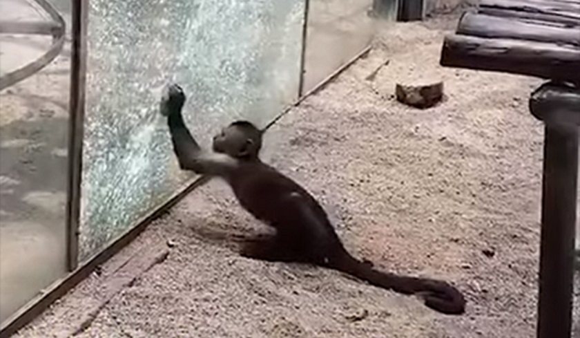Em um zoológico chinês, um macaco esperto afiou uma pedra e quebrou o vidro de um aviário.