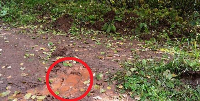 No cinturão da floresta de Bratsk encontrou um rastro de um boneco de neve
